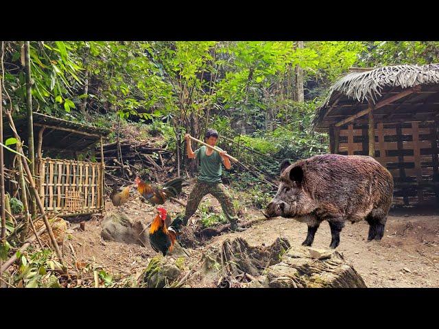 Giant wild boar suddenly appeared around the shelter, survival alone