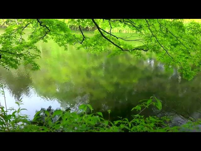 ดนตรีเพื่อสมาธิ4 (ผ่อนคลาย บำบัดความเครียด) Meditation music