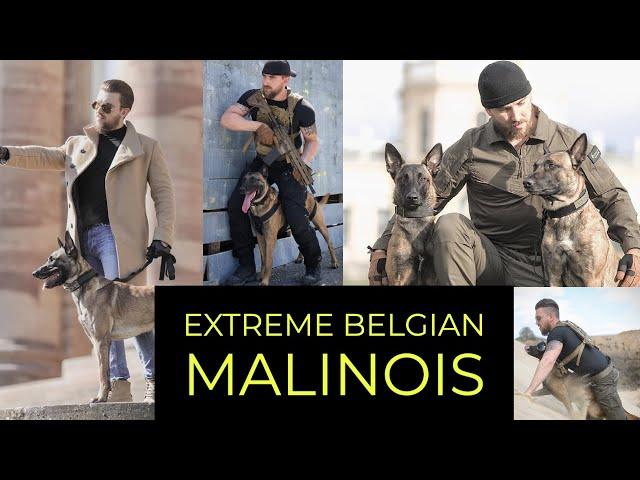 EXTREME BELGIAN MALINOIS | TACTICAL K9 GERMANY