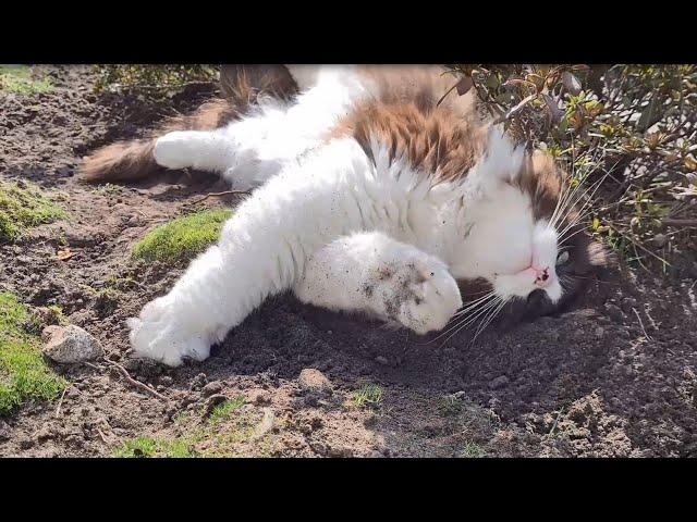 Gardening with a cat around isn't easy