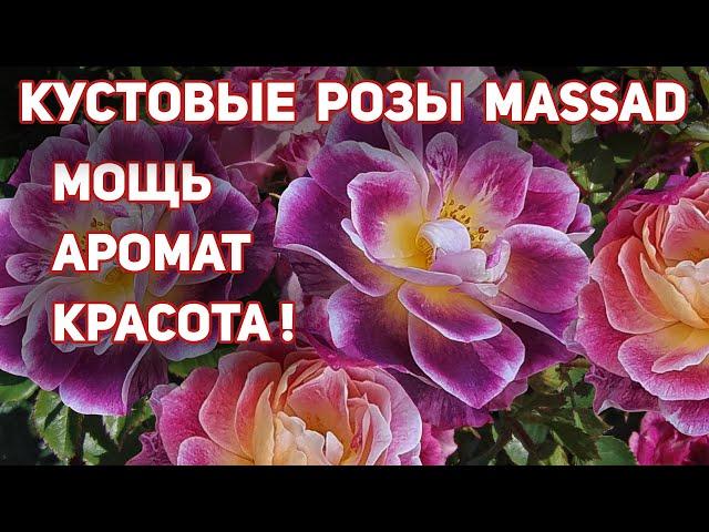 Кустовые розы - шрабы от MASSAD, Франция. Великолепное цветение, супер аромат.