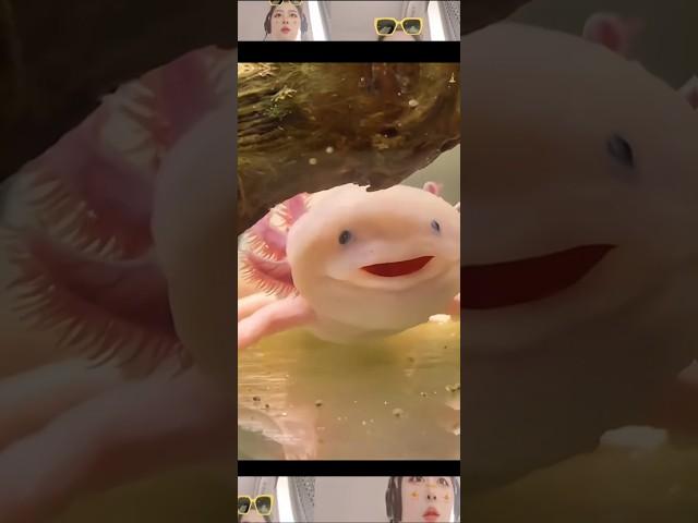 The magical axolotl, a new favorite pet, is easier to raise than you can imagine! The axolotl