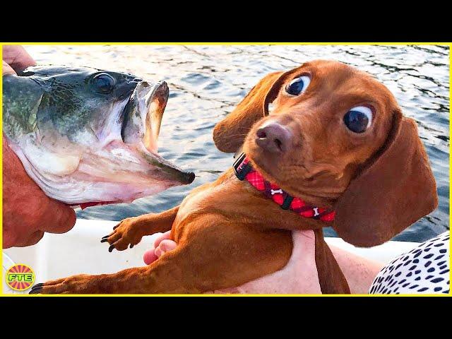 Try Not To Laugh With These Animals | Funny Trendy Everyday