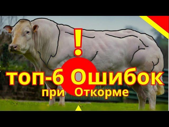 6 ошибок в откорме бычков | откорм КРС