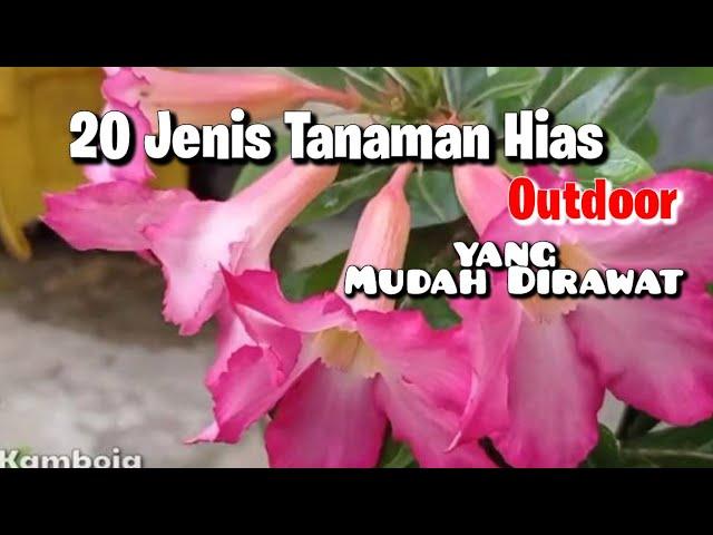 20 Jenis Tanaman Hias Outdoor Yang Mudah Dirawat