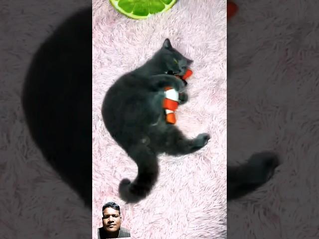 A normal day with my cat #funnytomcat #funny #catvoice