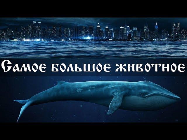 Какое самое большое животное - интересные факты