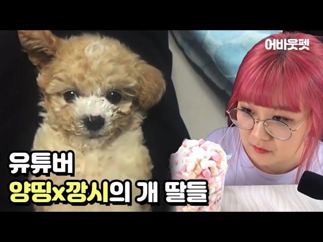 유튜버 양띵x깡시의 개 딸 전격탐구│어바웃펫