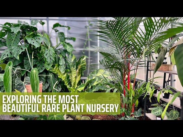 Rare Tropical Plant Nursery Tour | Aroid Greenhouses