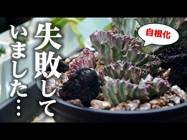 あの観葉植物を”接ぎ降ろし”した、その後・・・【多肉植物ユーフォルビア・マハラジャ】