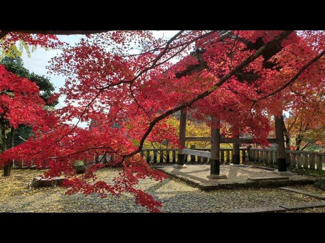 モダン和風BGM 「秋をゆく」　オリジナル　紅葉　木山寺