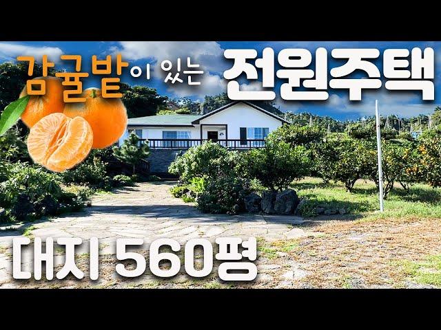 (H-195)제주도 귤밭 전원주택, 대지560평, 6억대, 바다가 도보5분거리, 실사용면적 50평, 귤밭과 낚시가 있는 민박집 추천, 방3 욕실2