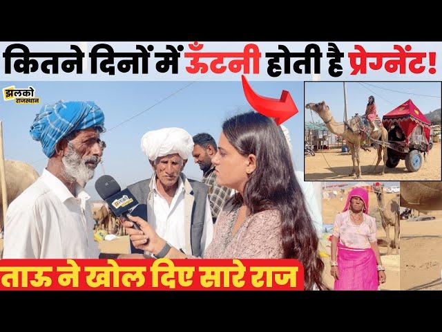 Pushkar मेले में Rajasthani Tau ने खोले ऊँट ऊँटनी के सारे राज, देखें मजेदार बातचीत ~  Rajasthan