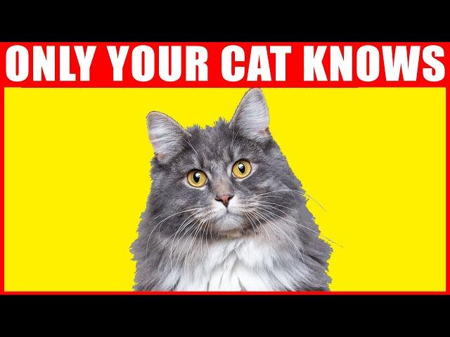 12 Secrets Your Cat Knows About You