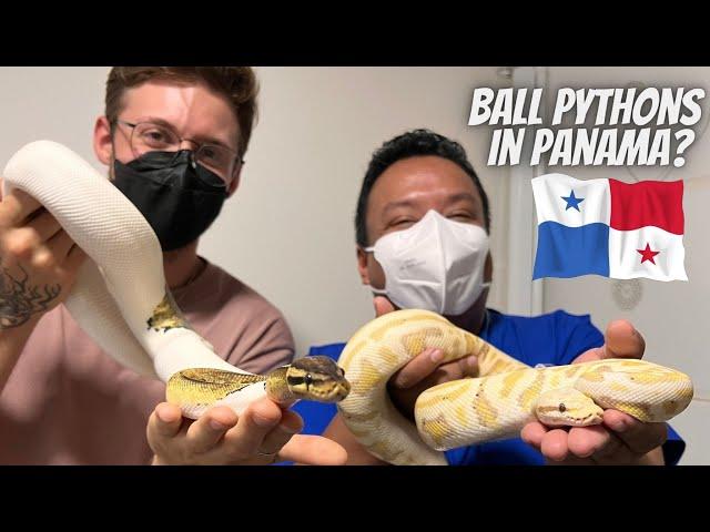 PANAMA Keeper! Panama Largest Ball Python Collection!