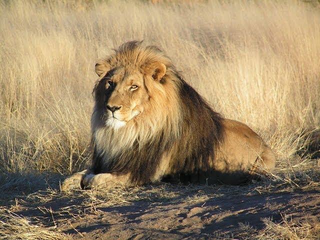 Beautiful Wildlife in Africa - Sleep and Relax Music Screensaver