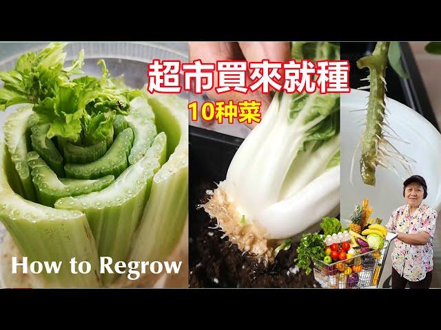 10 store bought vegetables you can regrow, don't need to grow from seeds, cut and grow | Mars Hydro