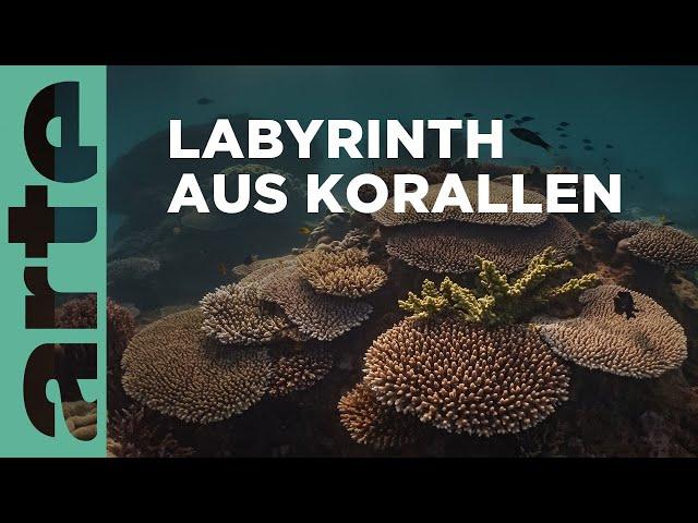 Australiens Küste | Mal Meer, mal Land | ARTE Family