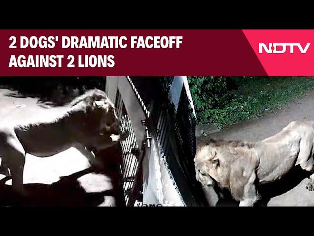 Gujarat Latest | 2 Dogs Clash With 2 Lions In Gujarat, Face Off Captured On CCTV