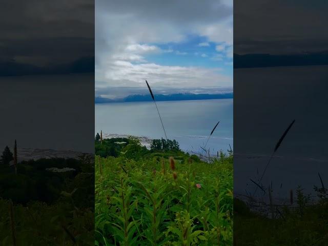 Homer halibut fishing capital #alaskathebeautiful  #fypviral  #fypシ゚