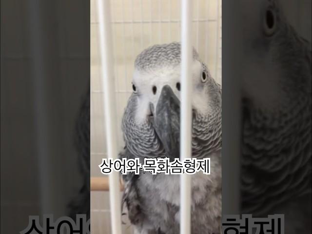 동요 좋아했던 꼬마 앵무새들 #다시보고싶은영상
