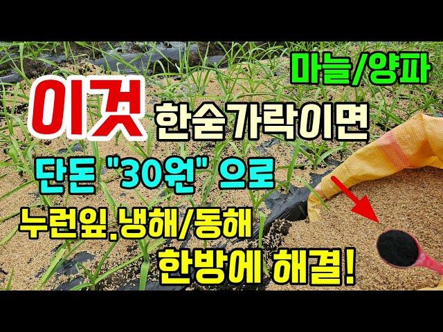 마늘양파에 이가루를 뿌려주면 단돈30원으로 누런잎 냉해동해까지 한방에 해결합니다 #마늘키우기 #텃밭농사