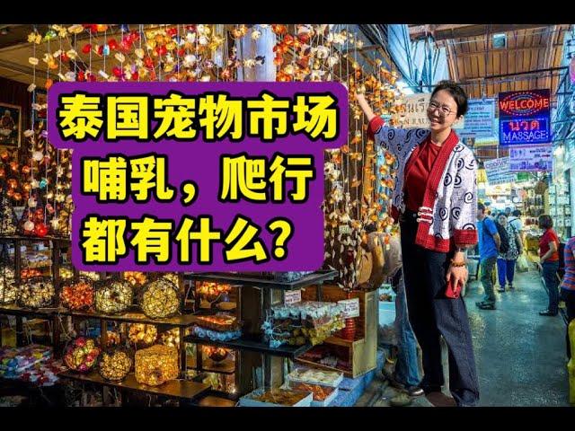 什么都卖的泰国宠物市场，哺乳和爬行动物区都在卖些什么？What are they selling at Thailand pet market, the mammal reptile section？