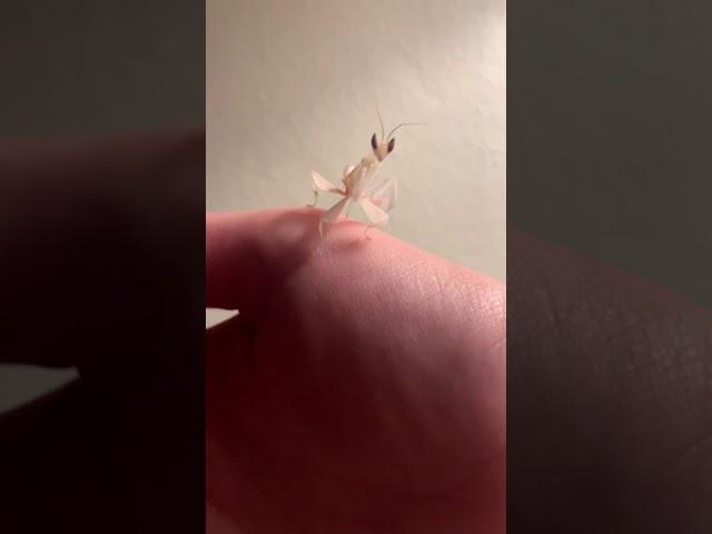 Little Mantis Moves Its Front Limbs - 1083388-1