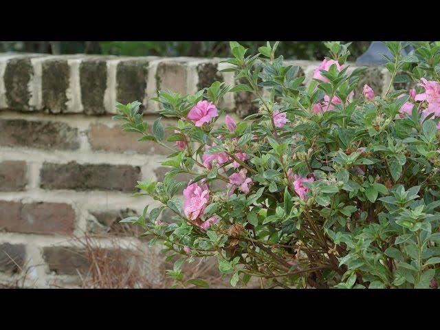 Planting Azaleas with the Grumpy Gardener | Southern Living