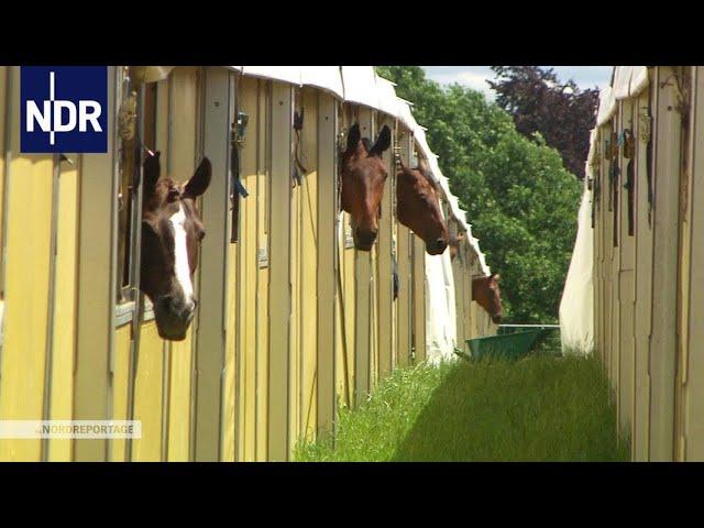 Schwertransport im Pferdesport | die nordreportage | NDR Doku