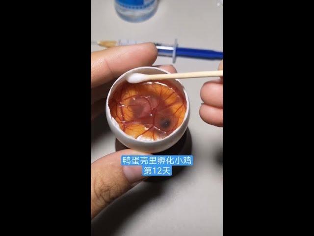 第12天~移壳孵化，鸭蛋壳里孵化小鸡