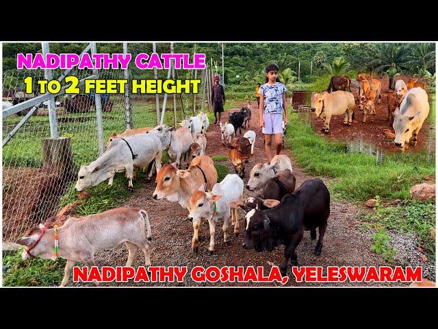 Nadipathy Nano & micro mini Cattle |1 to 2 Feet Height | #miniature #trending #minicows #yt #youtube