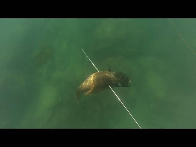 spearfishing israel GO PRO speargun free dive צלילה חופשית ישראל