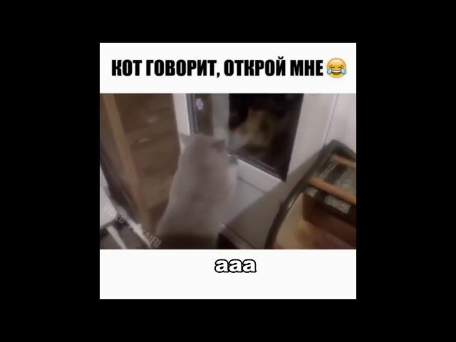 Кот говорит - открой мне дверь!