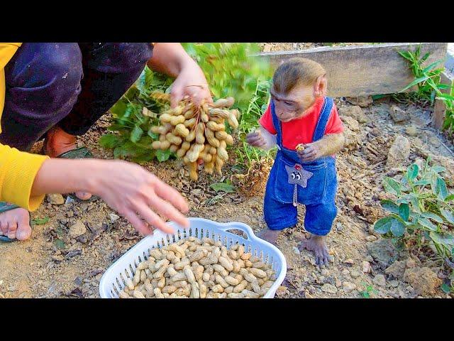 Cute Monkey MiMi Helps Harvest Peanuts and Hang Clothes