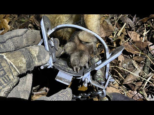 Fox Trapping with Kill Squeak