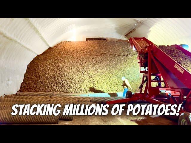 Stacking millions of pounds of potatoes in a new cellar!