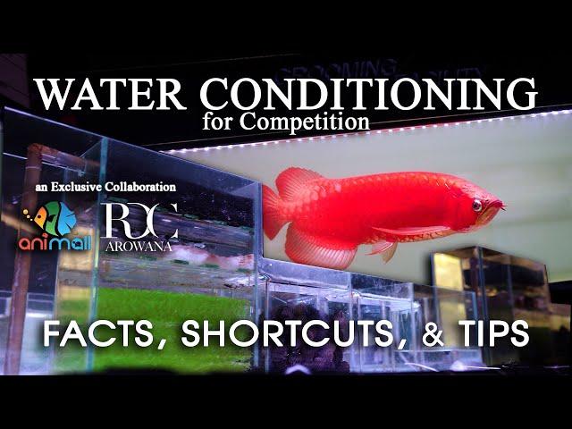 Grooming RDC Super red arowana Part1