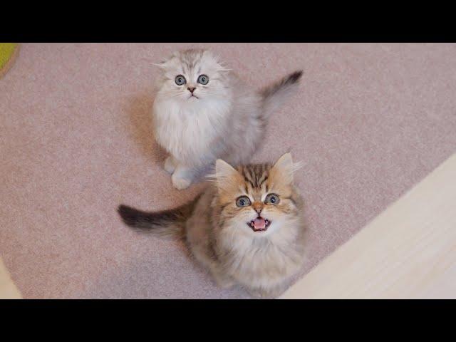 The kitten brothers meowing at their owners were so cute!