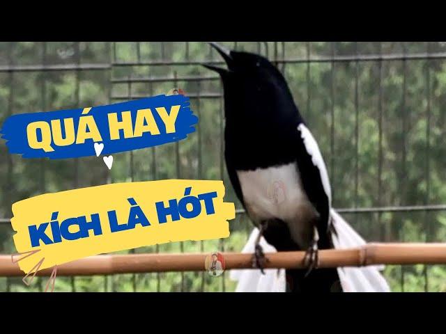 Choè than hót đấu giọng rừng CỰC SUNG Chòe Than Hót Giọng Rừng Kích Trống Căng Lửa hót | choe than