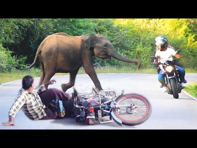 The little elephant tries to attack the vehicles and asks for food from the vehicles..