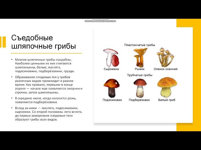 6 класс. Шляпочные грибы. Трубчатые и пластинчатые, съедобные и ядовитые. Образование спор. Микориза