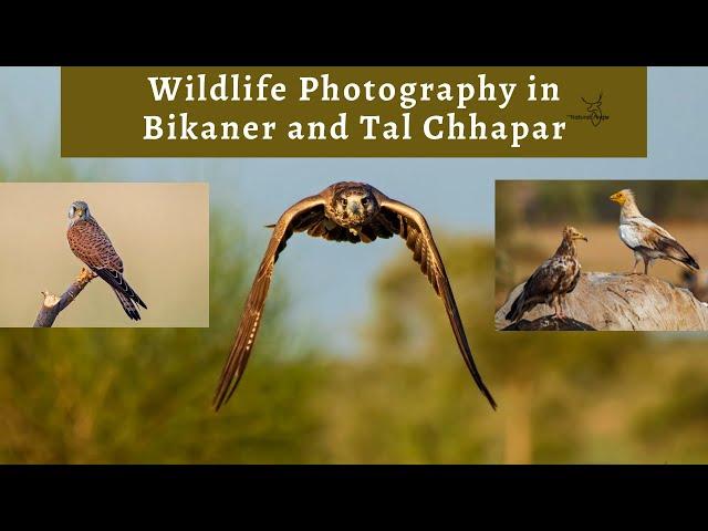 Wildlife photography in Bikaner and Tal Chhapar | Clicking Foxes, Buzzards and Eagles