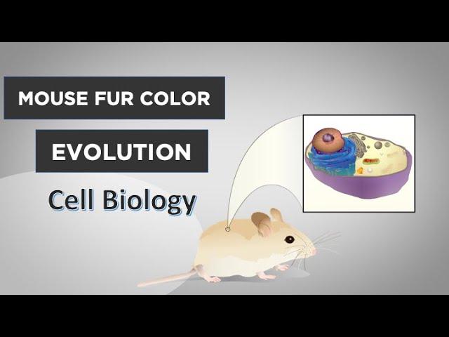 Evo-Ed: Cell Biology of Mouse Fur Color Evolution