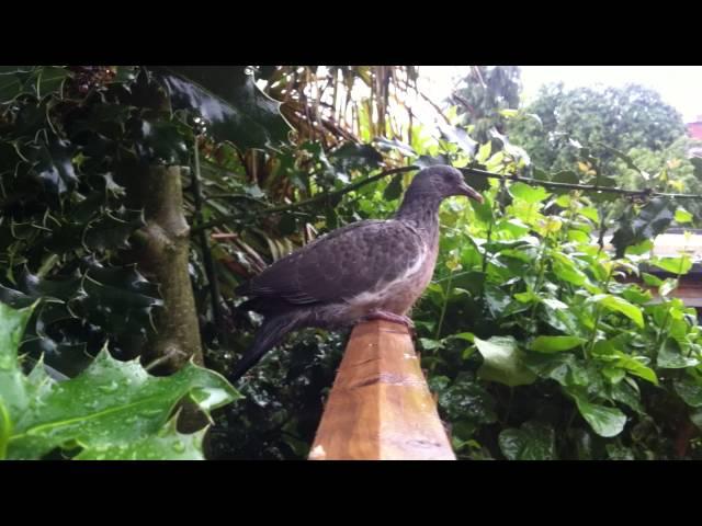 Young Wood Pigeon just out of the nest 1