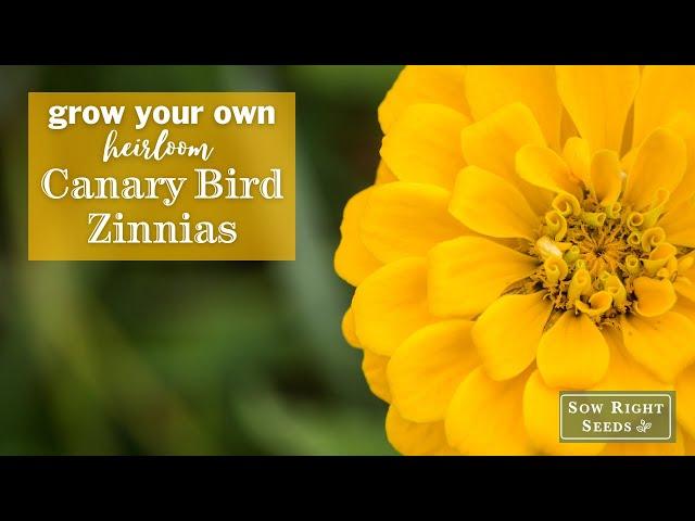 Sow Right Seeds | Canary Bird Zinnias