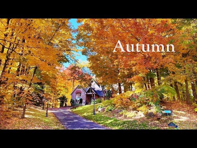 Beautiful Autumn Colors - Countryside Foliage and Cozy Homes in Toronto area Walk 4K