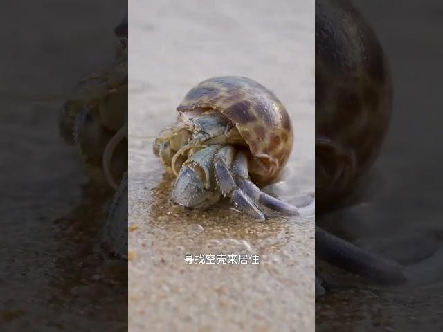 寄居蟹如何在陆地安家？ #寄居蟹 #海洋生物 #神奇动物  #奇妙的动物