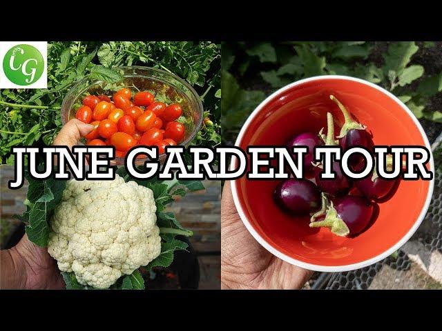 California Garden - June Garden Tour - Gardening Tips & Tricks