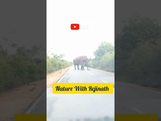 Meet An Elephant On The Road |Wild Elephant | Nature with Rejinath |shorts |Trending|wild animals